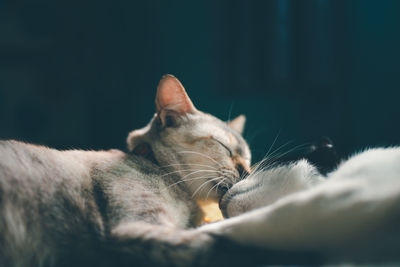 Close-up of cat sleeping