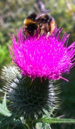 Close-up of bee on purple flower