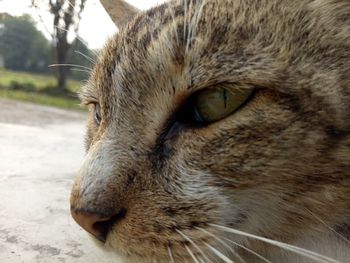 Close-up portrait of cat