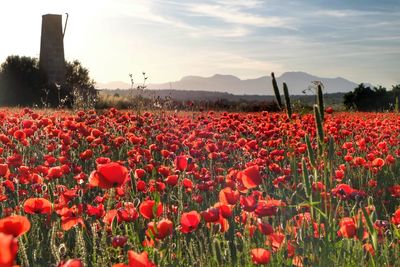 Close-up of red poppy flowers in field