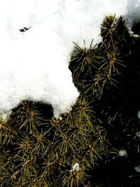 High angle view of plants during winter