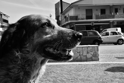 Close-up of dog looking away in city