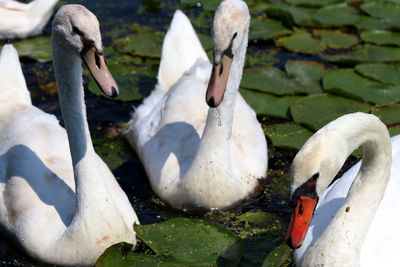 Close-up of swans swimming in lake