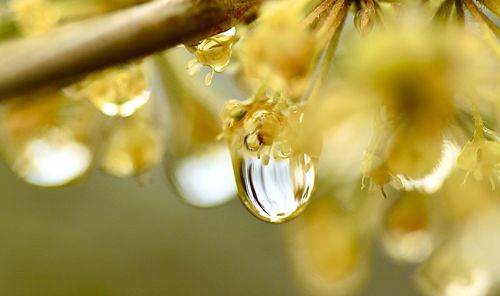 Close-up of raindrops on plant