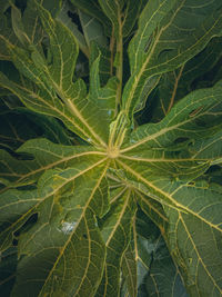 Full frame shot of green leaves