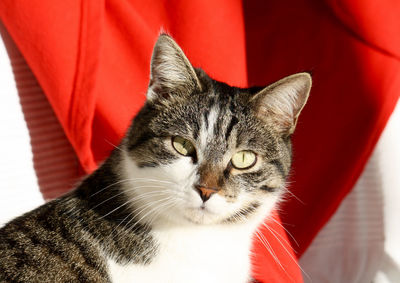 Close-up portrait of cat