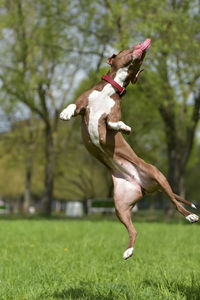 Close-up of a dog on field