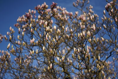 Low angle view of white flowering tree against sky