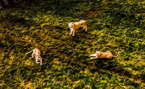 Aerial view of lioness and her 2 cubs in a field