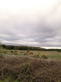 Scenic view of field against sky