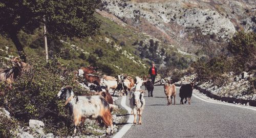 Man walking by goats on road