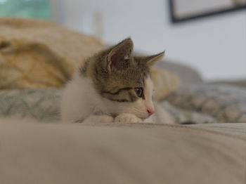 Cat sleeping on bed at home