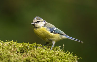 Close-up of titmouse on moss