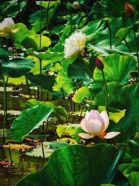 Close-up of fresh white lotus