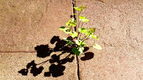 Plants growing on a tree