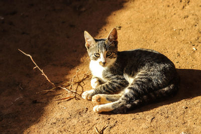 Cat resting on field