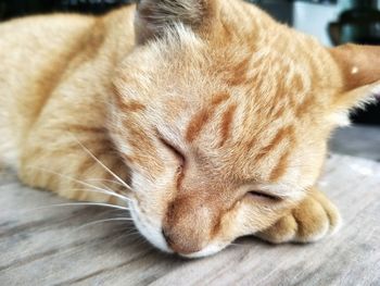 Close-up of cat sleeping