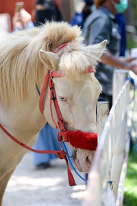 Close-up of a horse