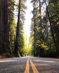 Empty road amidst trees in forest