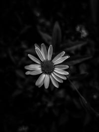 Close-up of white daisy