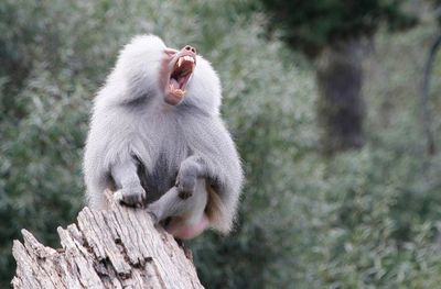 Aggressive baboon sitting on wood against trees