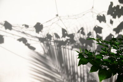 Close-up of plants against clear sky