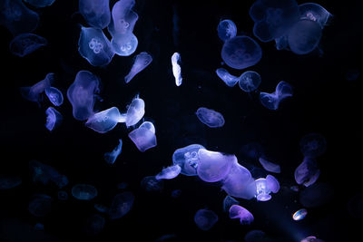 Close-up of jellyfish in sea