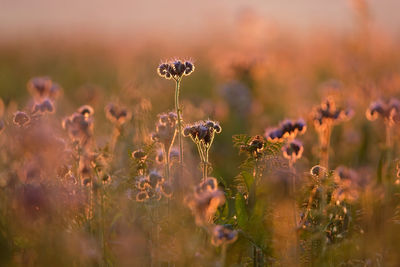 Blurred beautiful blooming purple scorpionweed against the sunlight shortly before sunset. 