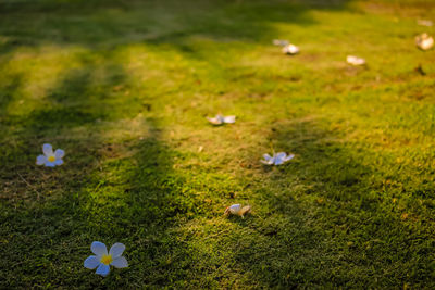 High angle view of white flowering plants on field