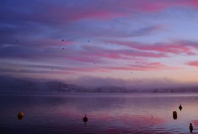 Swans swimming in sea against sky at sunset