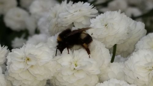 Close-up of bee on white flowers