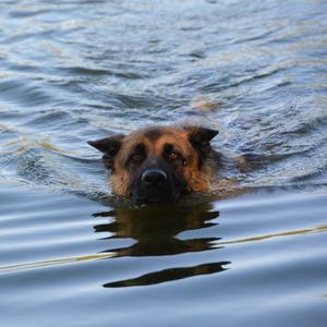 Portrait of dog swimming in lake