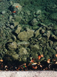 High angle view of plants growing on rock