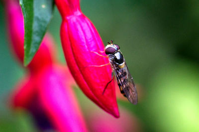 Close-up of insect on pink flower