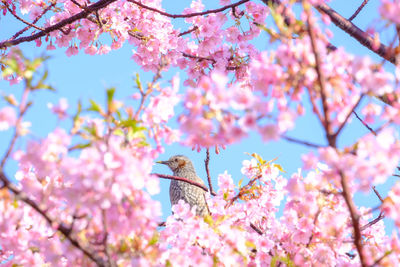 Low angle view of cherry blossoms