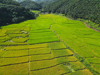 Scenic view of agricultural field