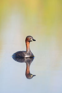 Duck swimming in a lake