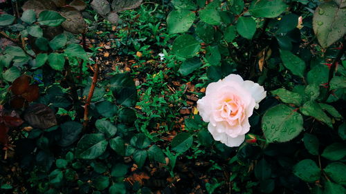 Close-up of white flowers blooming outdoors