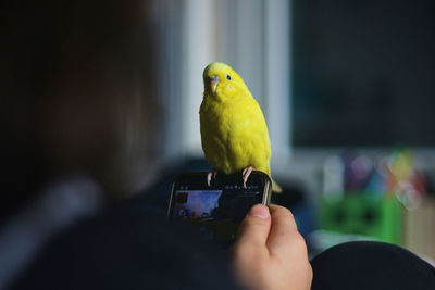 Cropped image of person hand holding smartphone while bird perching on it