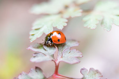 Close-up of ladybug on flower