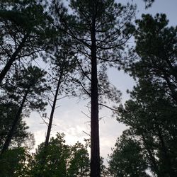 Low angle view of trees against sky