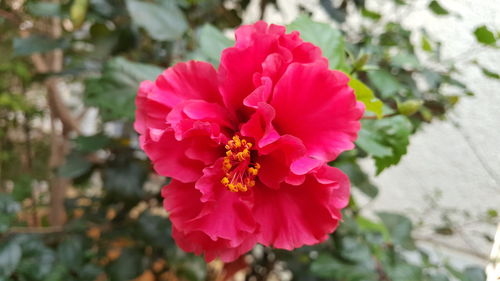 Close-up of pink flower blooming outdoors