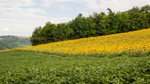 Scenic view of sunflower field against sky