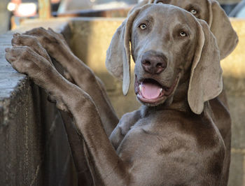 Close-up portrait of a dog