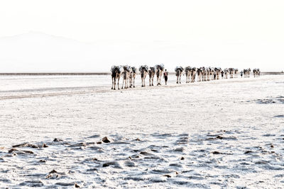 View of horses on beach