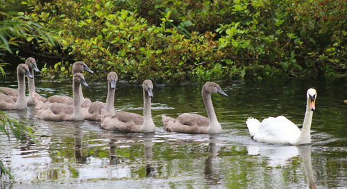 Swans swimming in lake