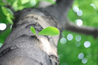 Low angle view of tree trunk