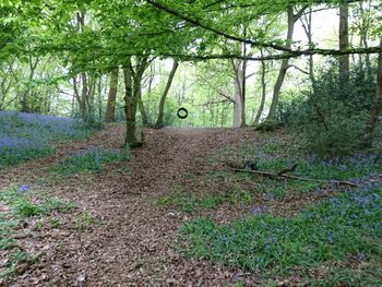 Ivy growing on tree in forest