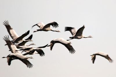 Low angle view of birds flying in sky