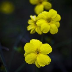 Close-up of yellow flowers blooming outdoors